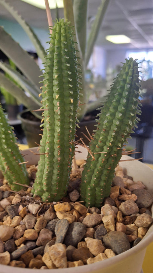 Euphorbia Variety 2 potted