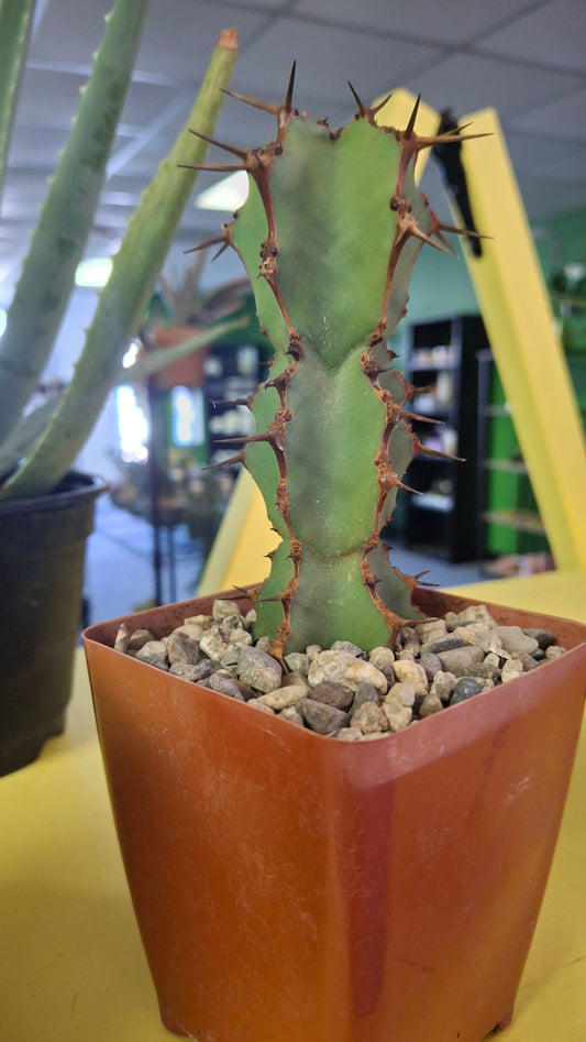 Euphorbia Variety potted