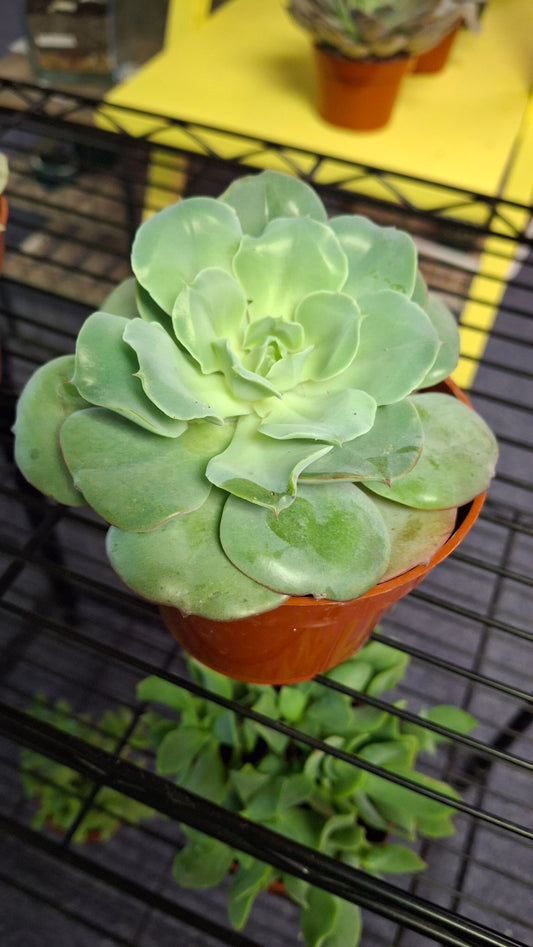 Echeveria Variety C