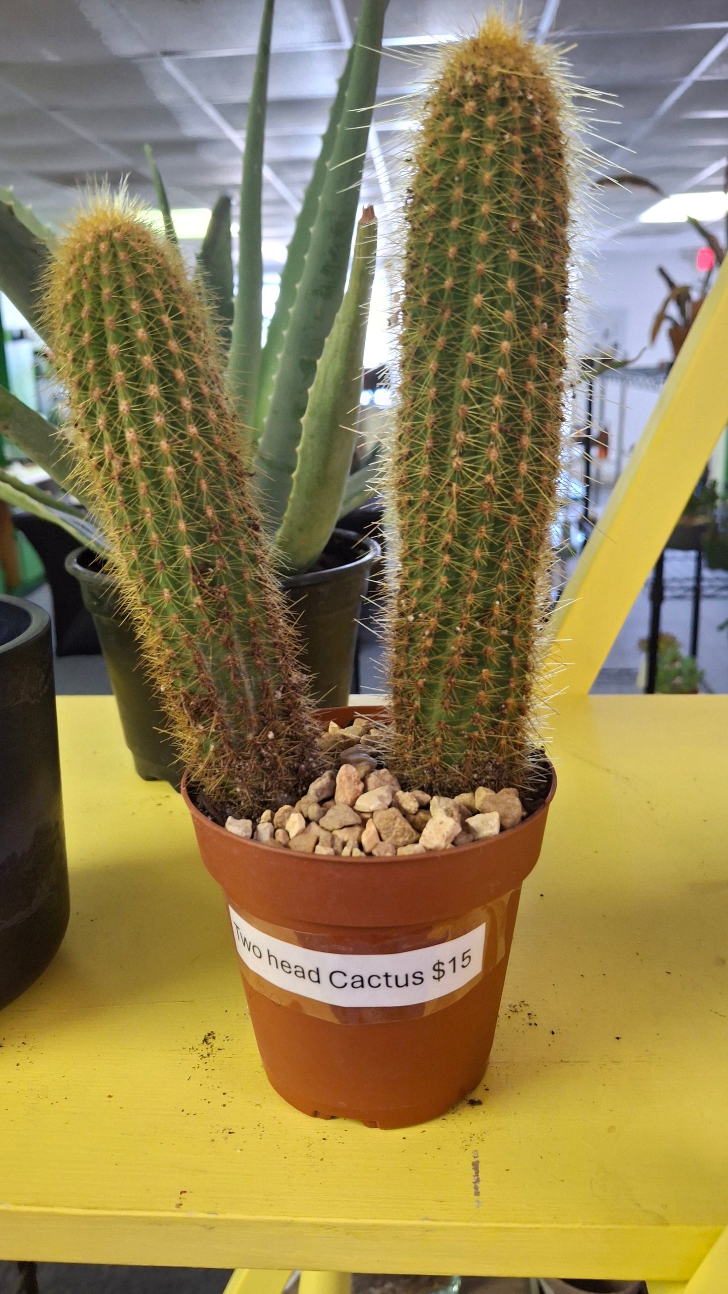 Two head cactus