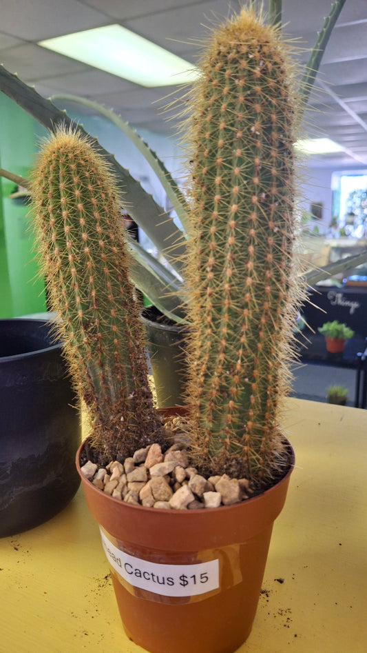 Two head cactus