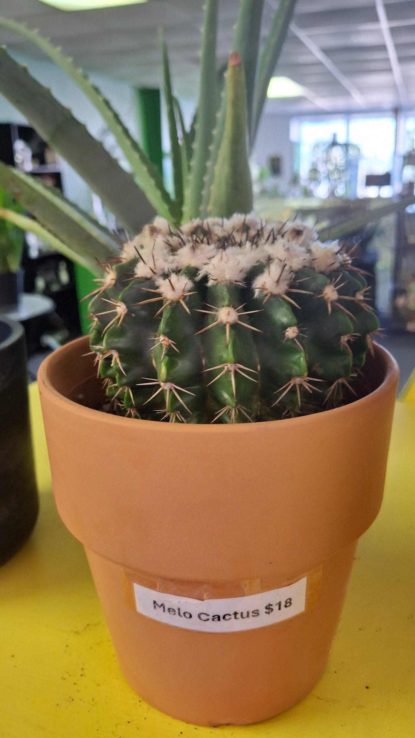 Melo Cactus