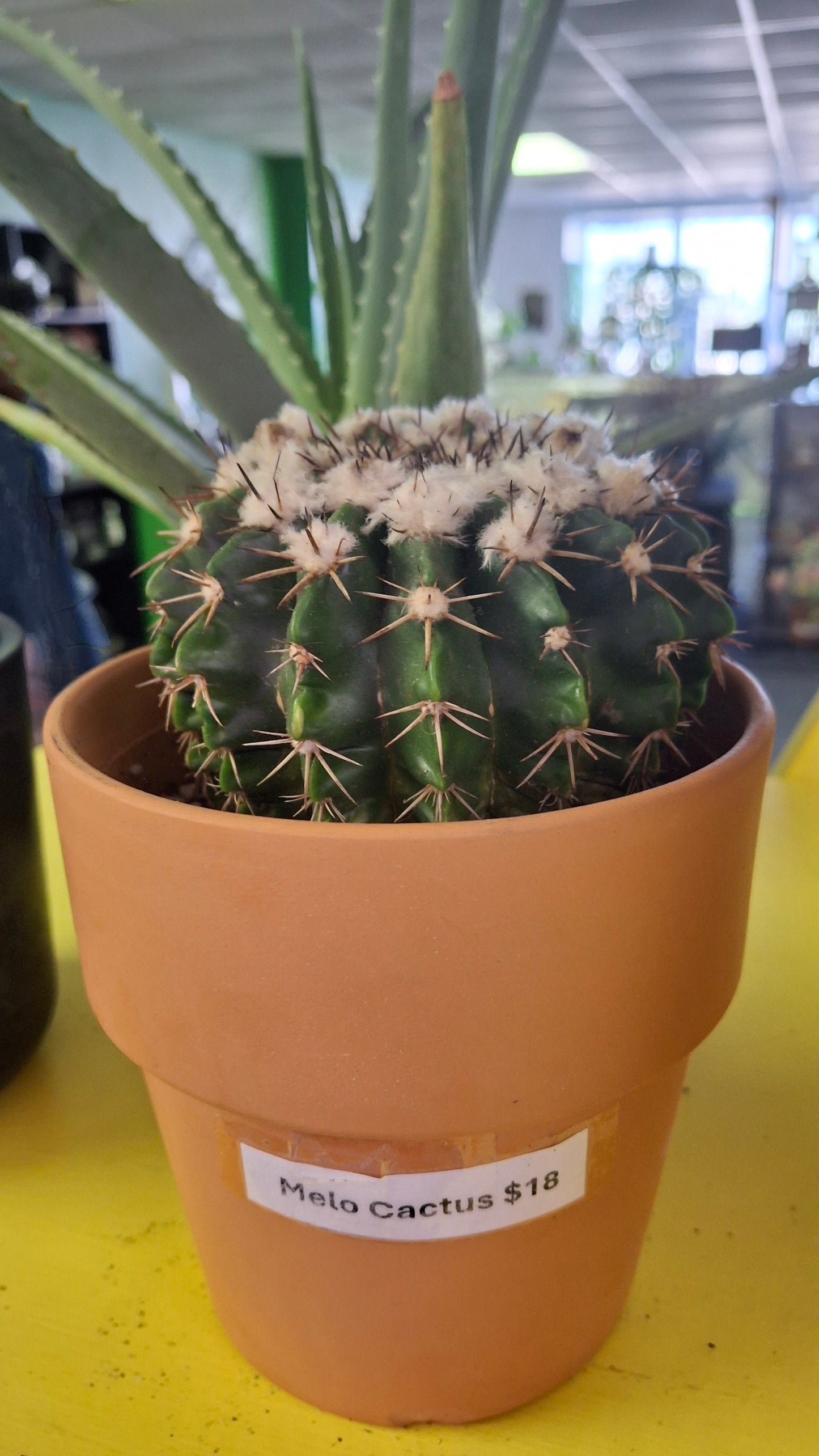 Melo Cactus