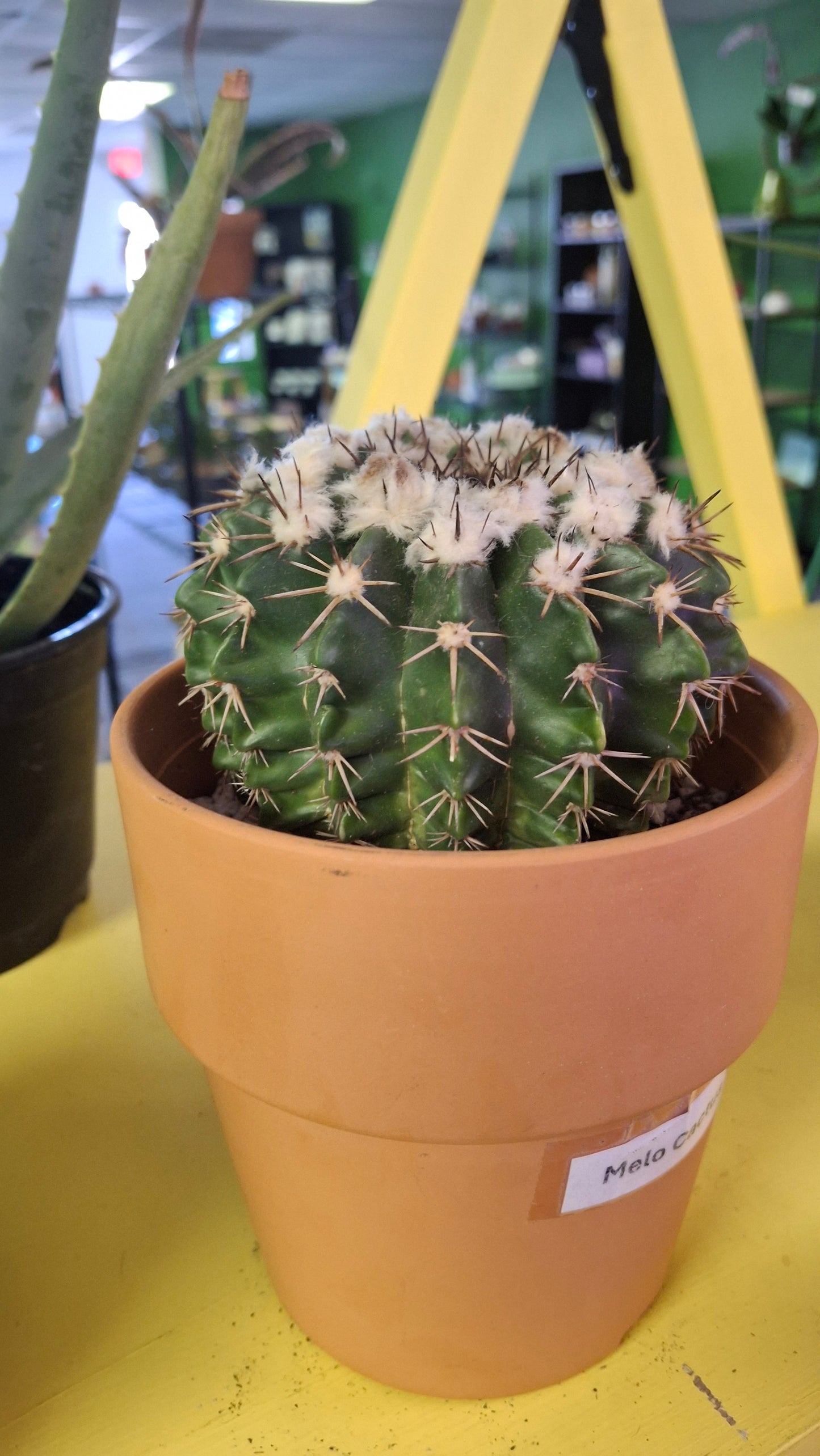 Melo Cactus