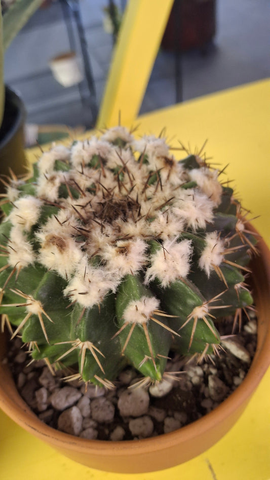 Melo Cactus