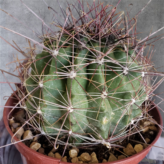 Turk's Head Barrel Cactus