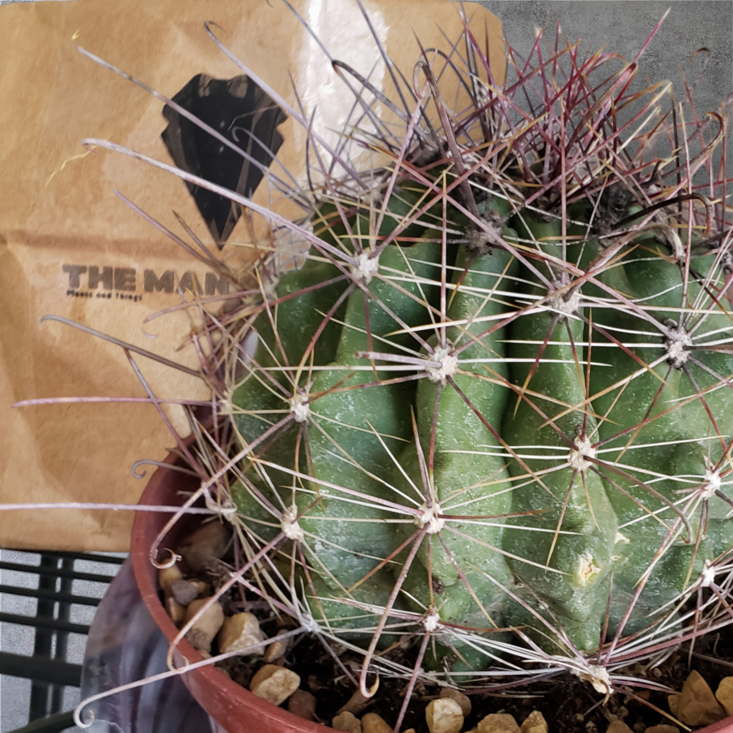 Turk's Head Barrel Cactus