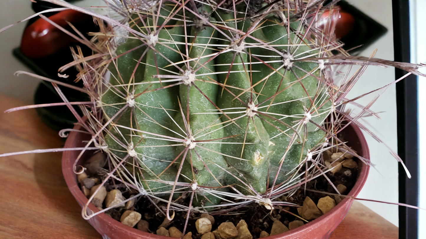 Turk's Head Barrel Cactus