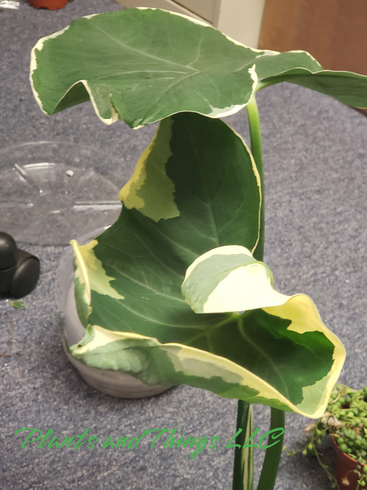 ALOCASIA Mickey Mouse