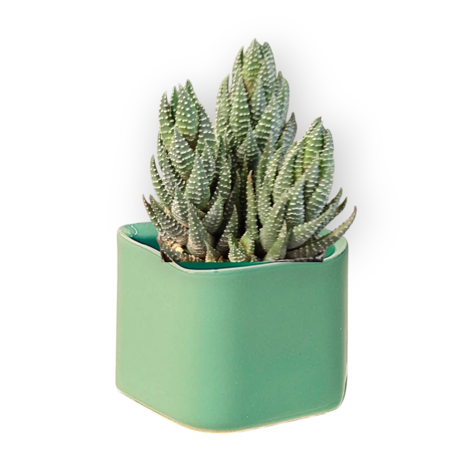 Haworthia Succulent in mini Svek Ceramic Pot