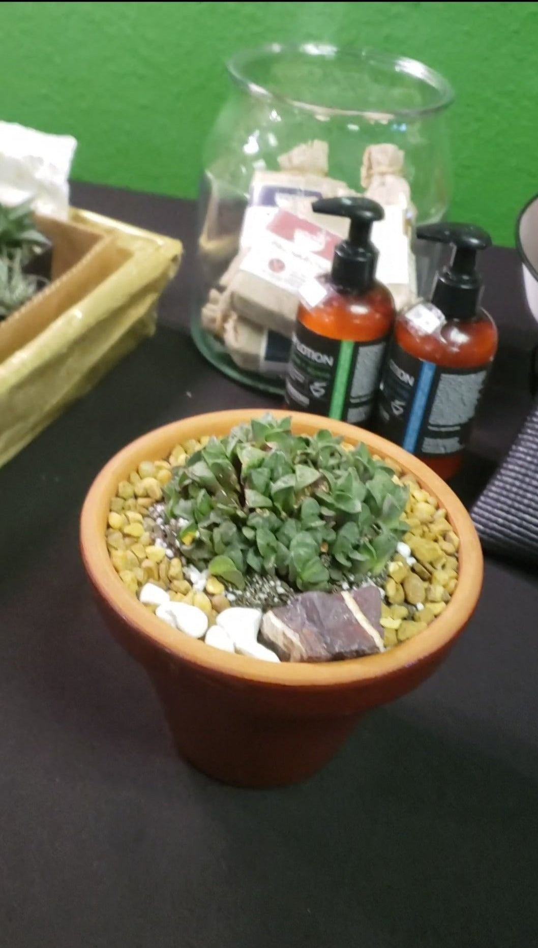 Potted Haworthia in Terra Bowl