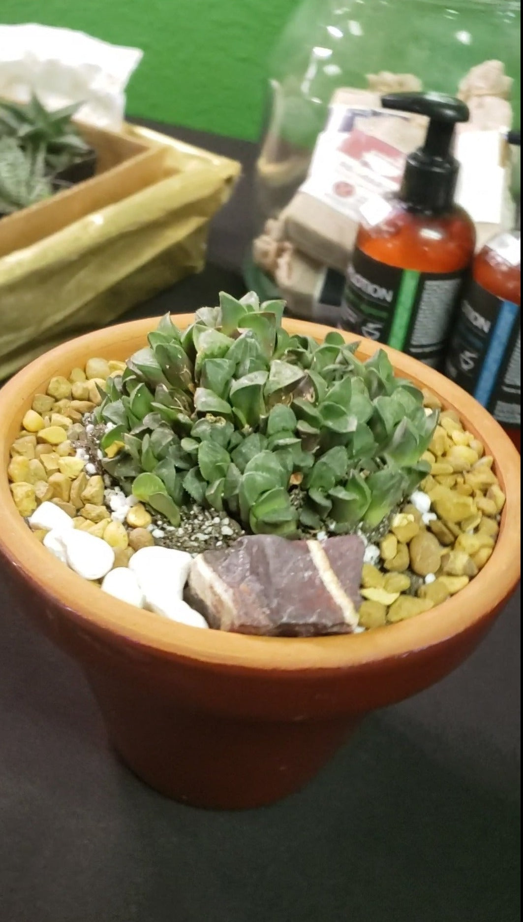 Potted Haworthia in Terra Bowl