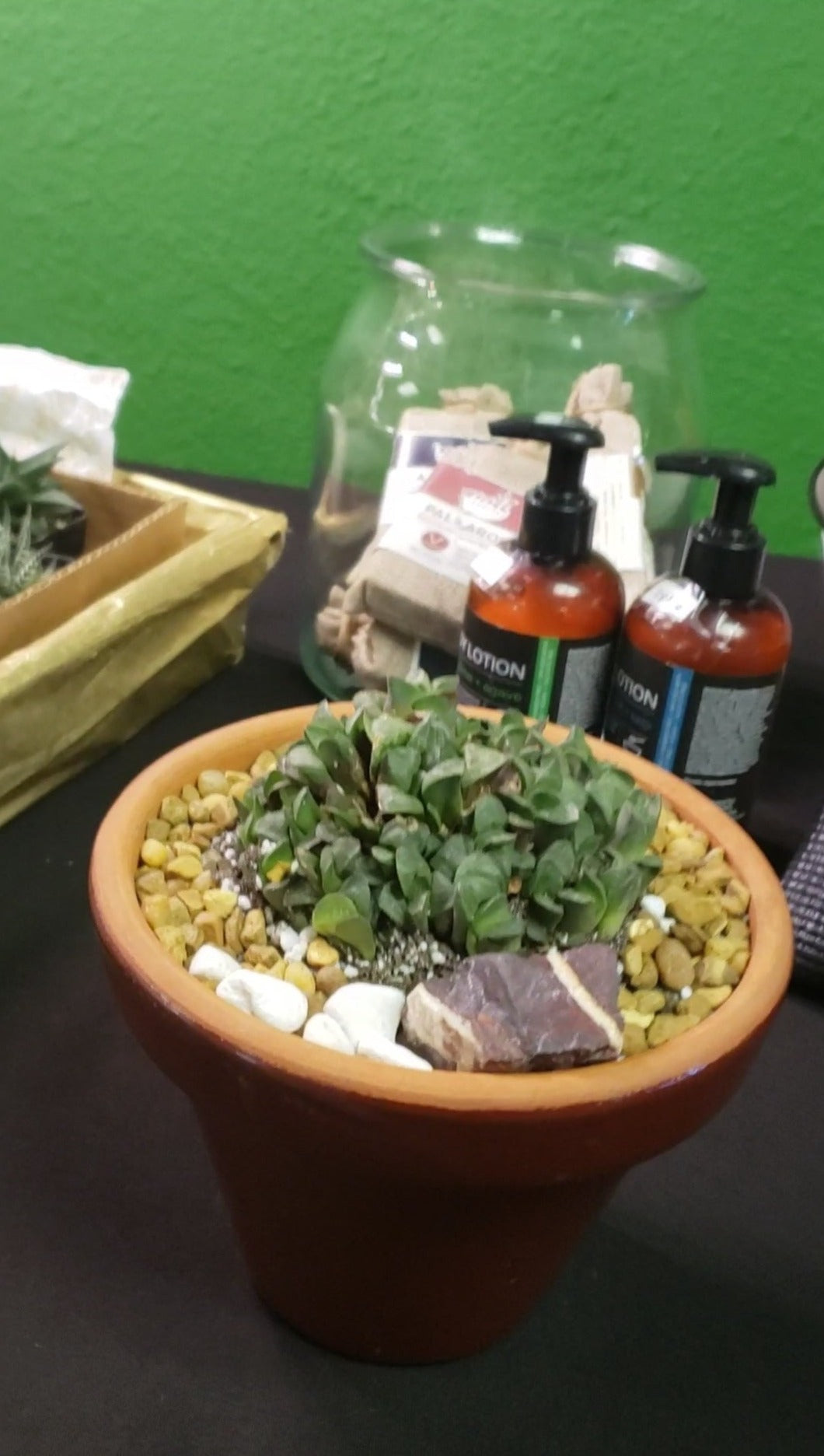 Potted Haworthia in Terra Bowl