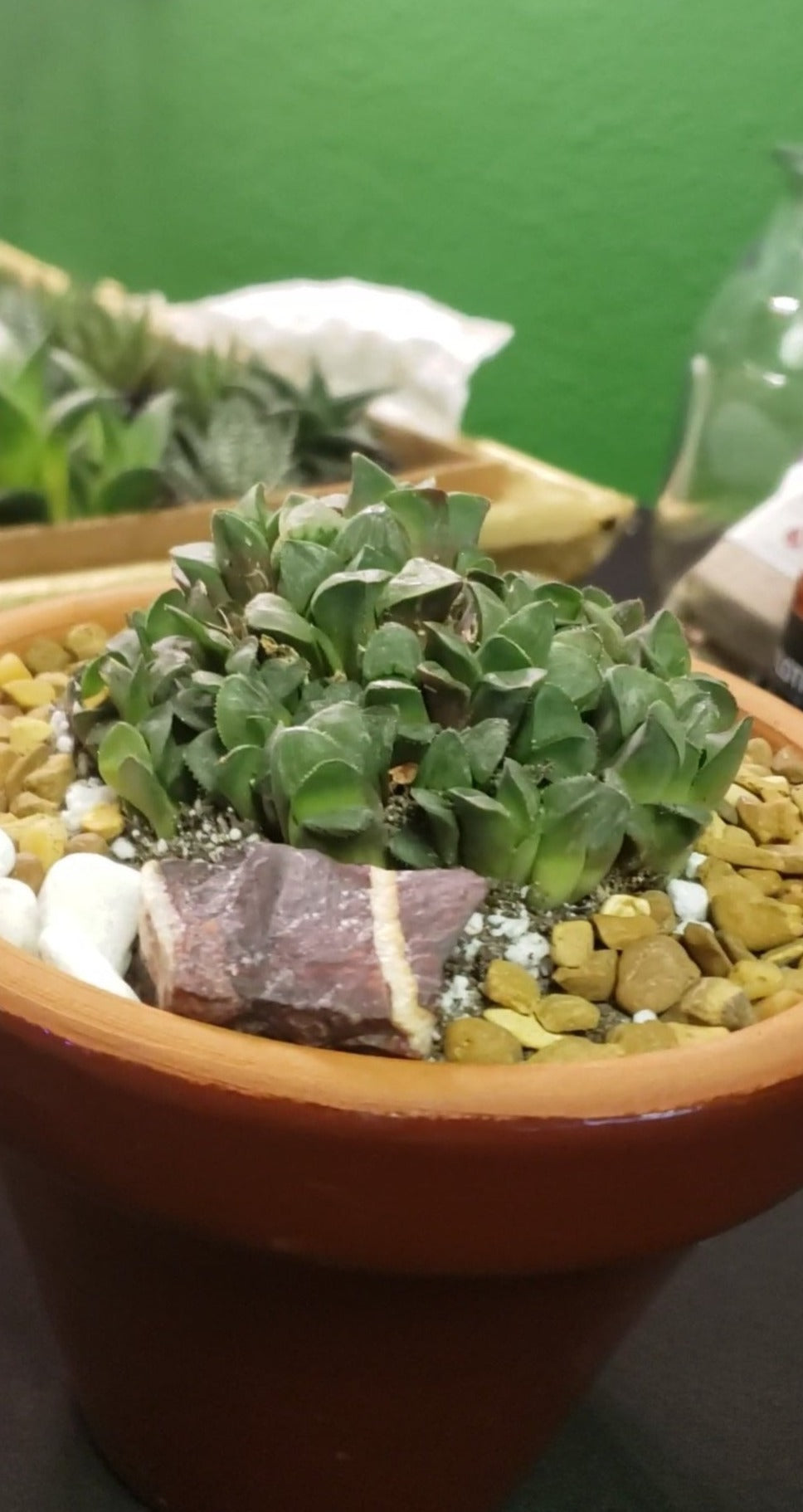 Potted Haworthia in Terra Bowl