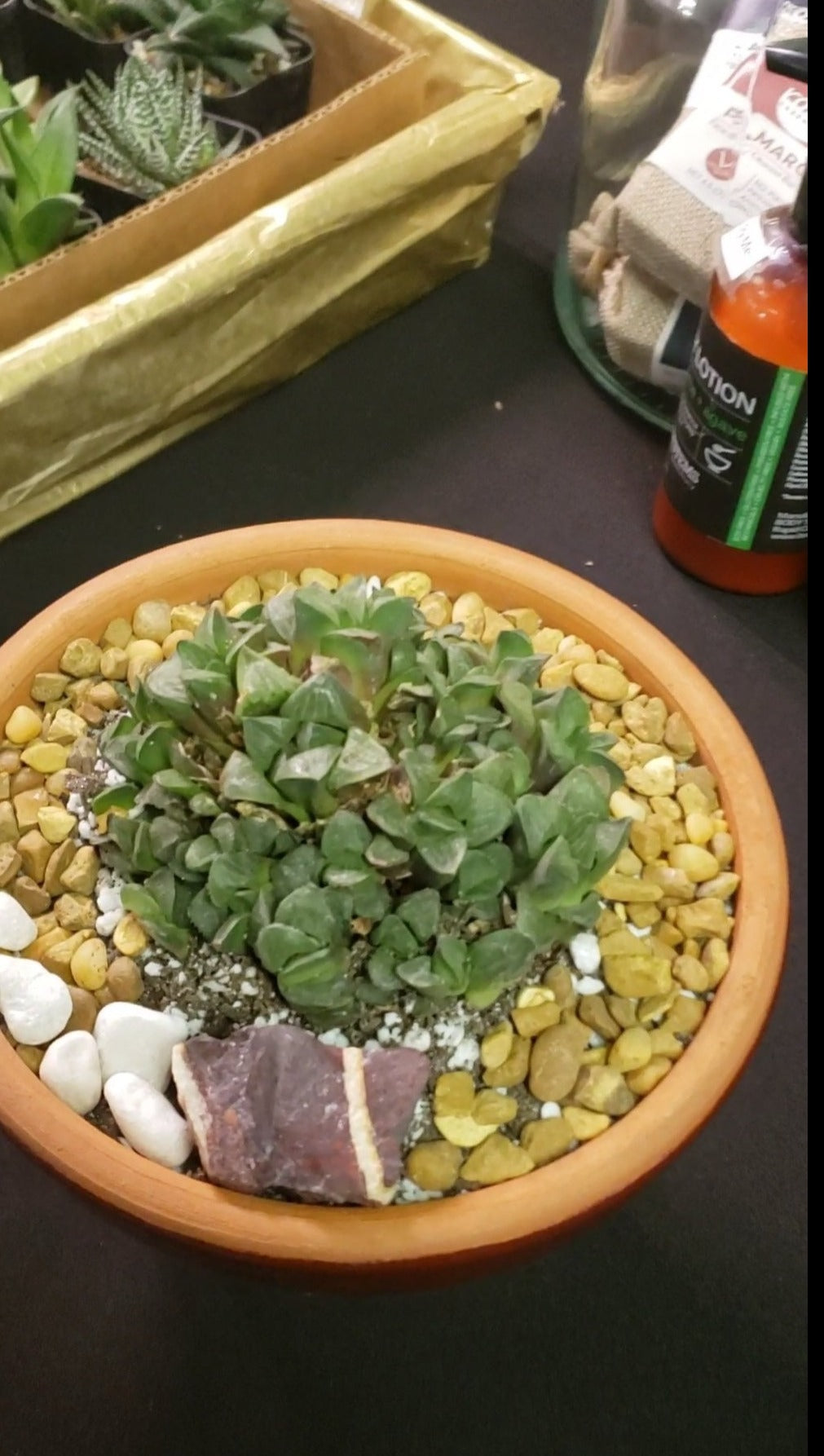 Potted Haworthia in Terra Bowl