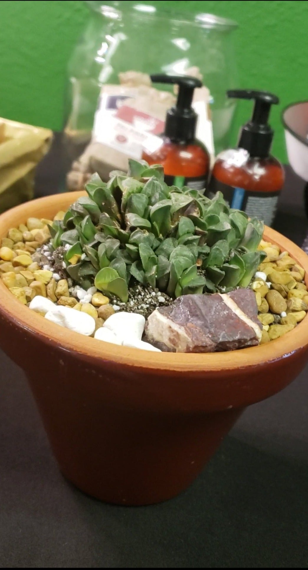 Potted Haworthia in Terra Bowl