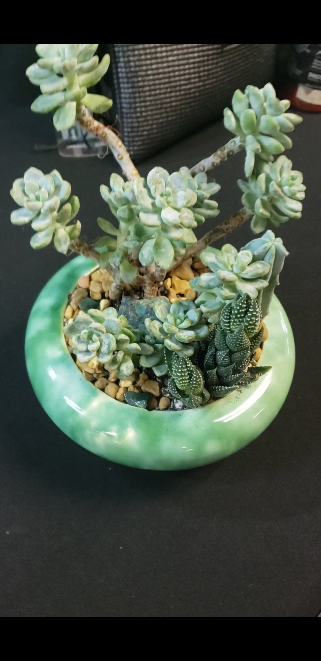 Little Blue Joy Succulent Arrangement