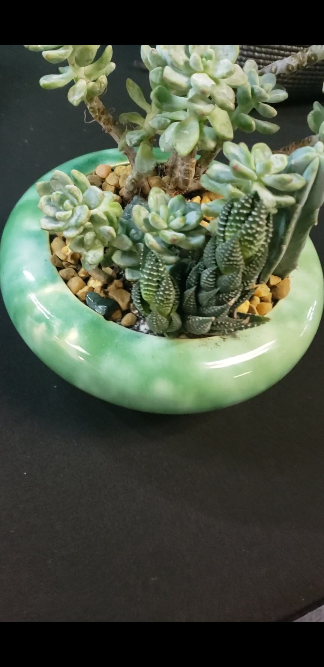 Little Blue Joy Succulent Arrangement