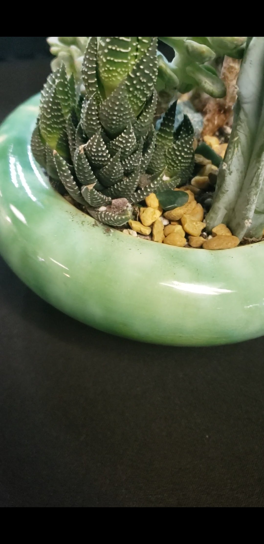 Little Blue Joy Succulent Arrangement