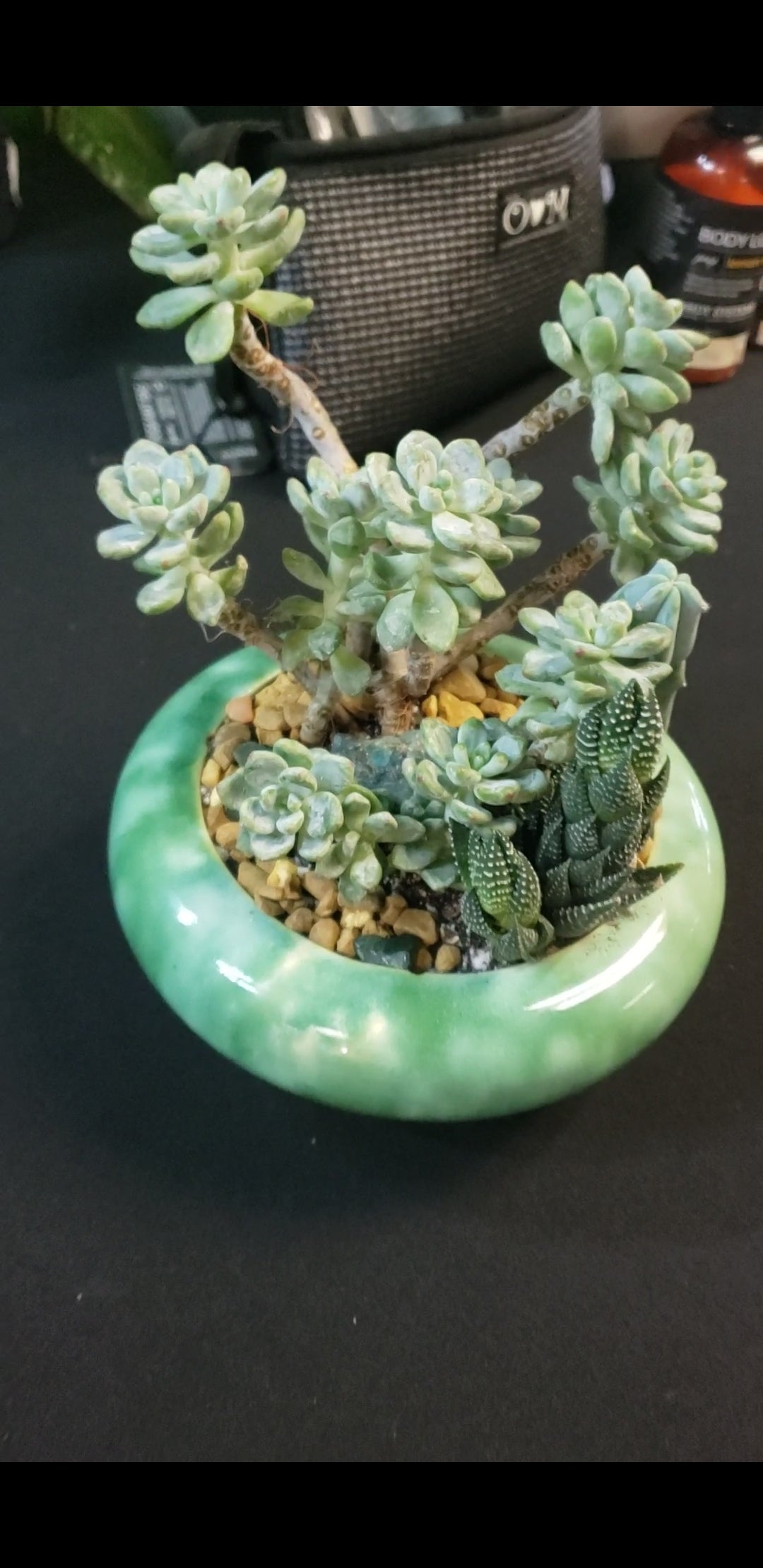 Little Blue Joy Succulent Arrangement