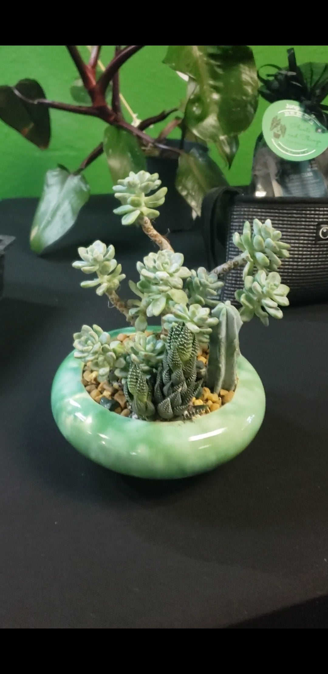 Little Blue Joy Succulent Arrangement