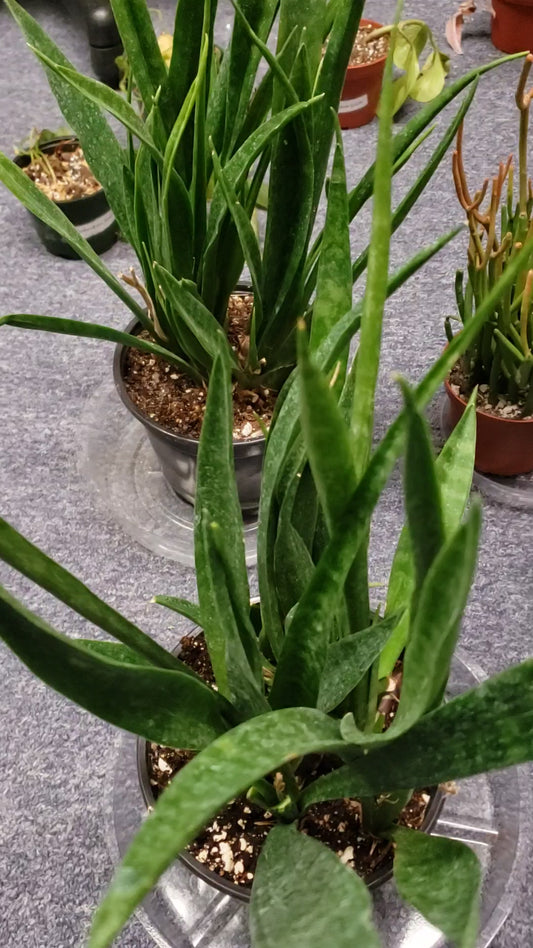 Sansevieria Snake plant- Fernwood