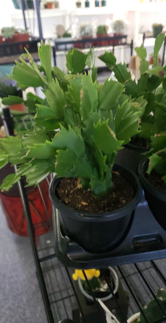 Christmas Cactus