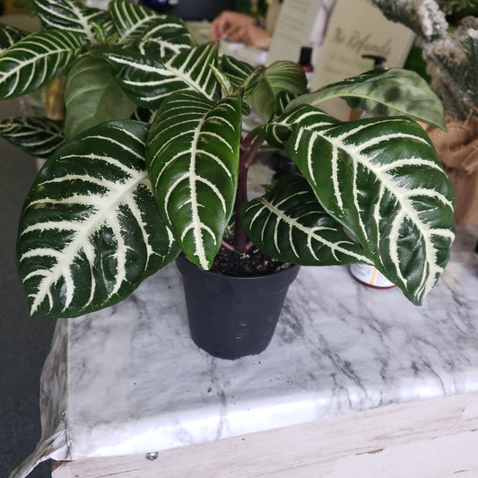 Zebra Plant 'Snow White' Aphelandra