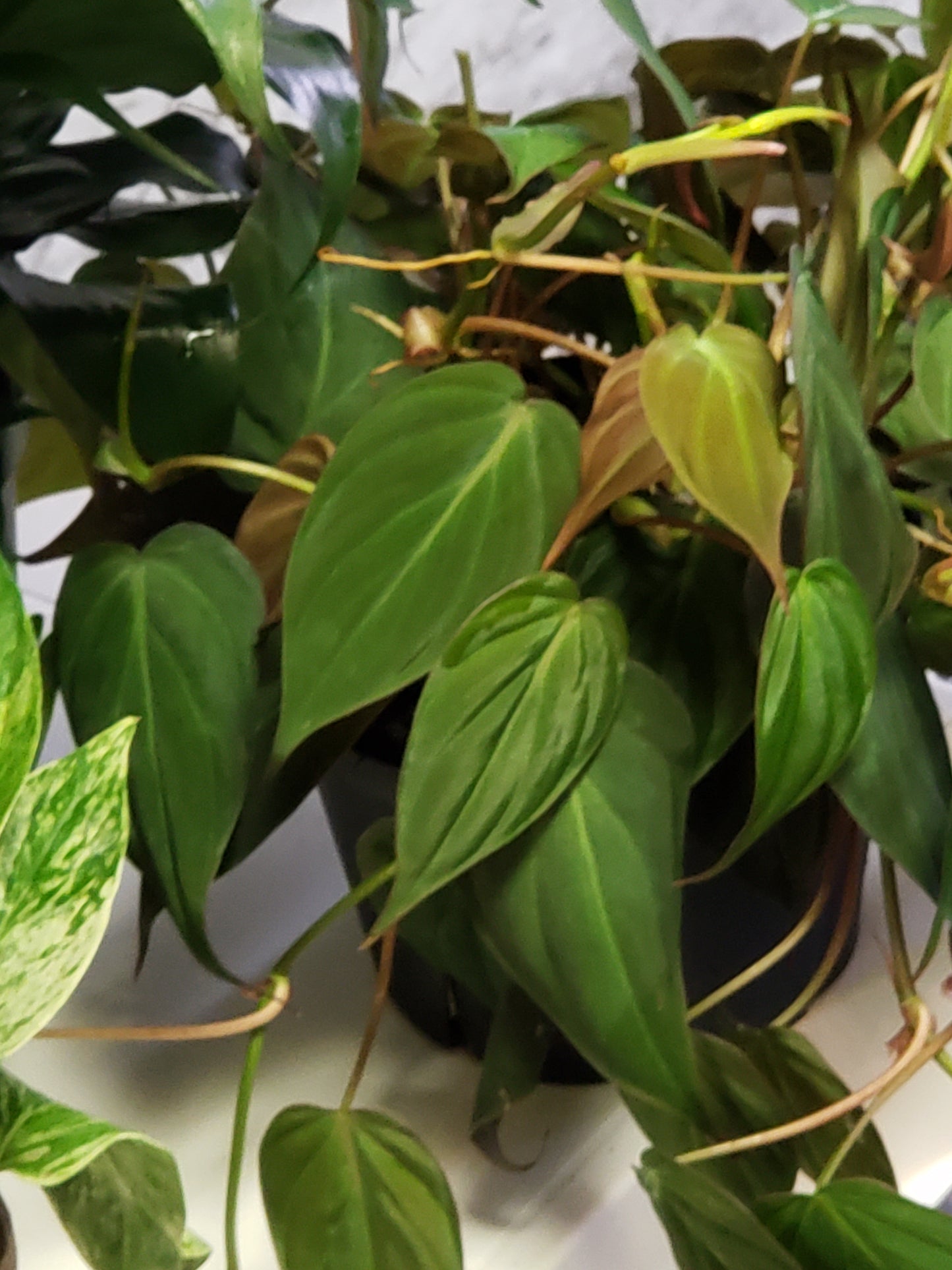 Philodendron Micans