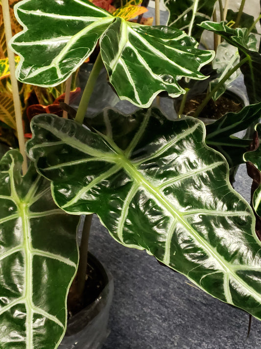 ALOCASIA AFRICAN MASK