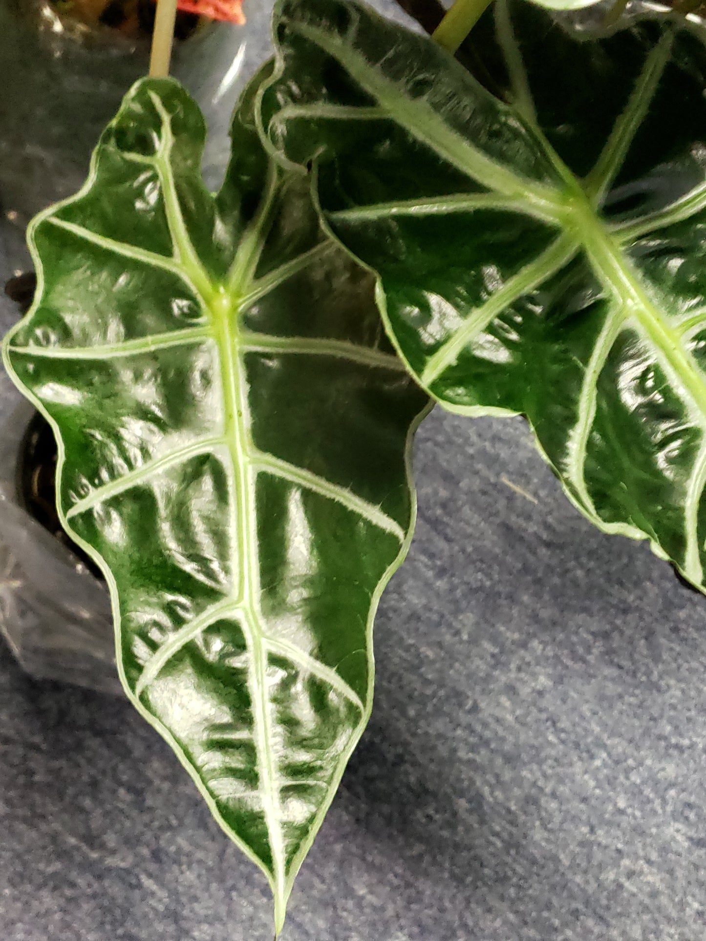 ALOCASIA AFRICAN MASK