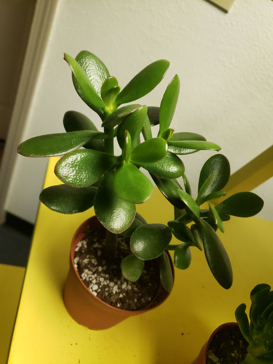 Jade Tree Plant