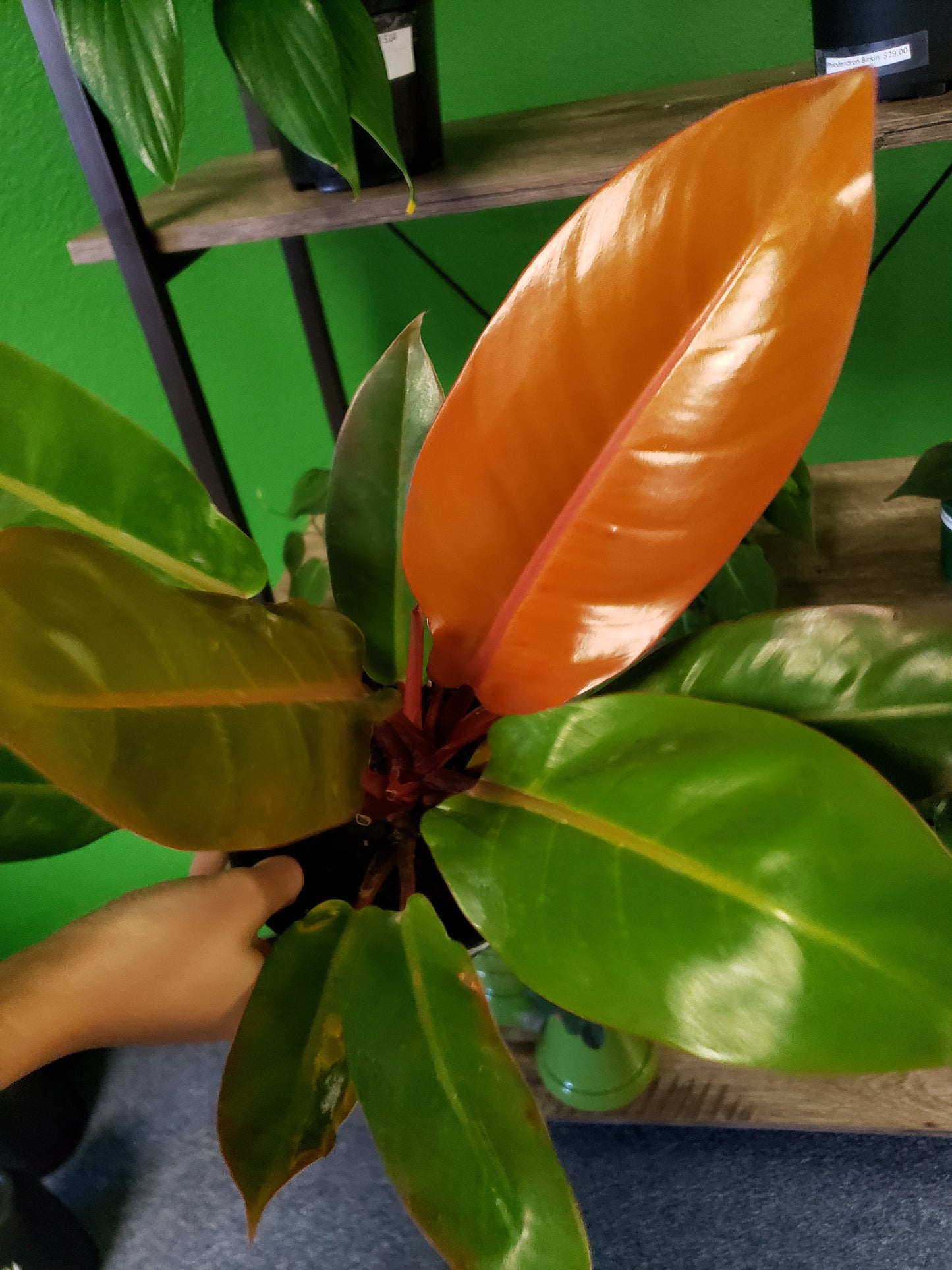 Philodendron Orange Prince