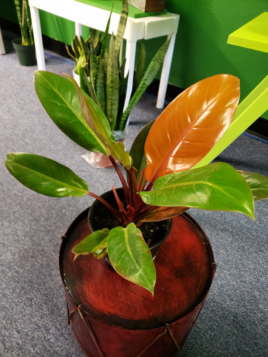 Philodendron Orange Prince