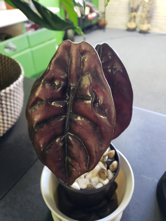 Alocasia Red Secret