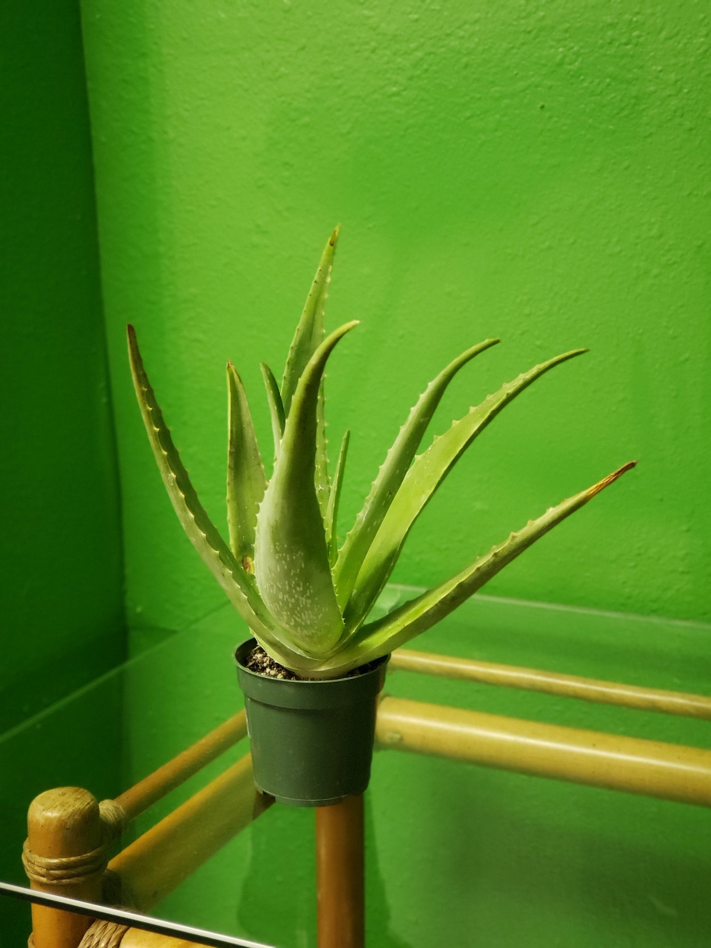 Aloe Vera Plant