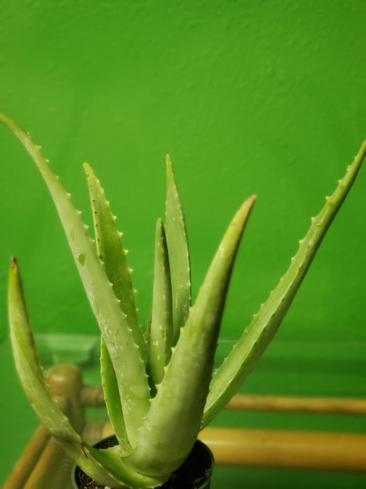 Aloe Vera Plant