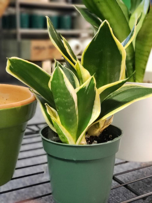 Black Gold Snake plant