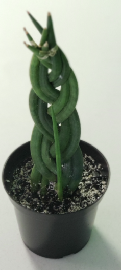 Braided Snake Plant- Cylindrica