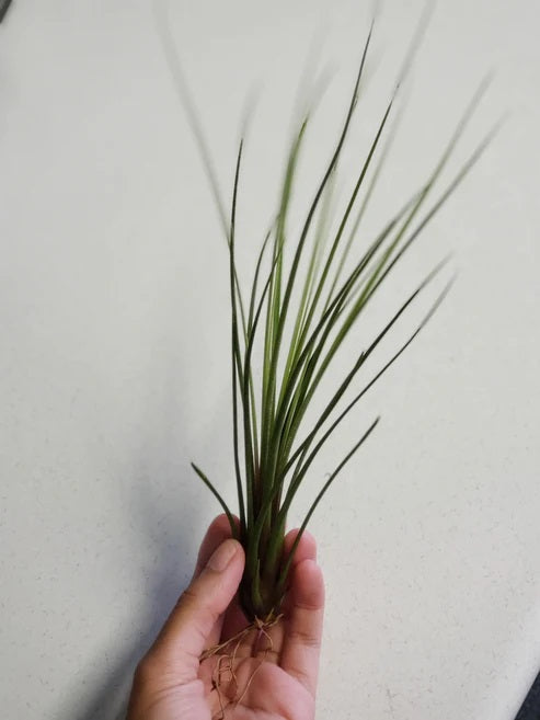 Tillandsia Juncea Plant - Large Air Plant