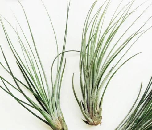 Tillandsia Juncea Plant - Large Air Plant