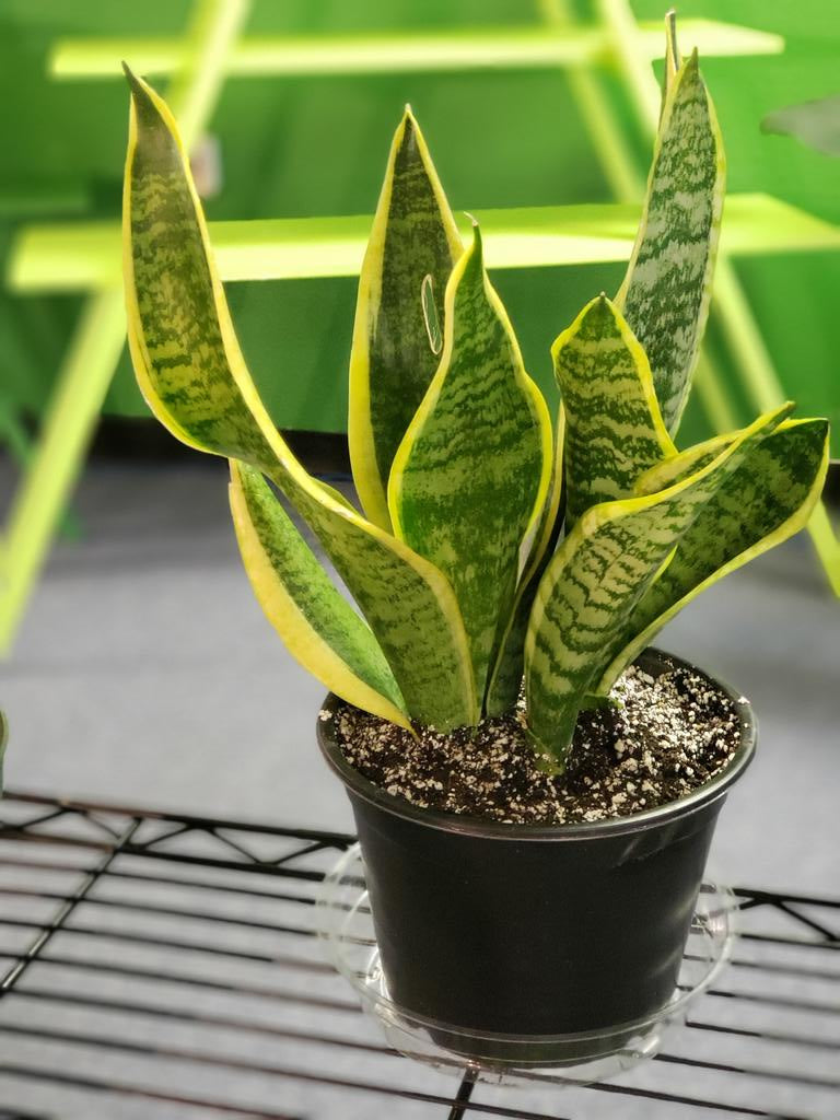 Laurentii Snake Plant