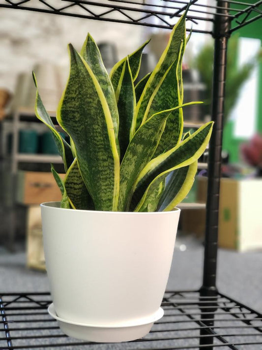 Laurentii Snake Plant