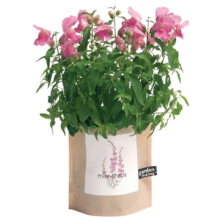 Garden in a Bag Kit-  ON SALE