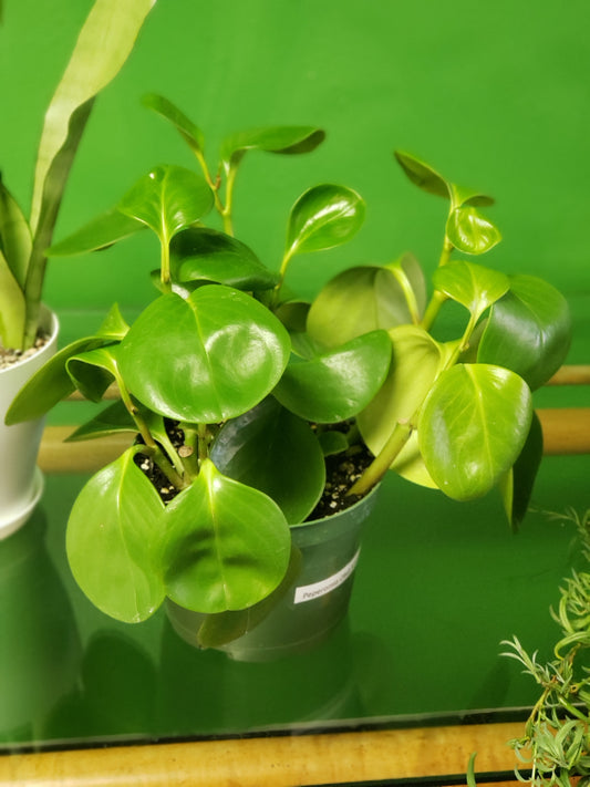 Peperomia Obtusifolia