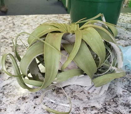 Tilandsia Xerographica Air Plant- Large